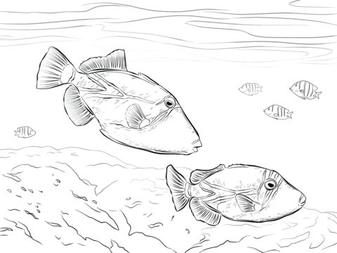 Reef Triggerfish Coloring Page